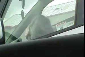 アジア人は大きな雄鶏を食べ、彼女に乗るために上に乗る